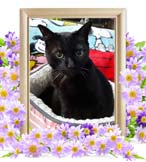 トラちゃんの追悼写真（猫の火葬）