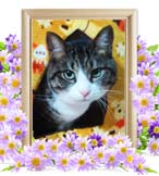 トラちゃんの追悼写真（猫の火葬）