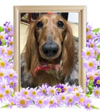 ドンちゃんの追悼写真（犬の火葬）