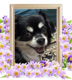 ナッツちゃんの追悼写真（犬の火葬）