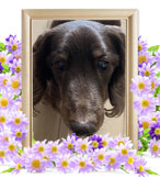 犬の火葬(ナナ)