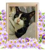 ナナちゃんの追悼写真（猫の火葬）