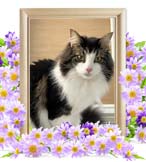 ニルちゃんの追悼写真（猫の火葬）