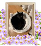 ノエルちゃんの追悼写真（猫の火葬）