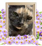 ノコちゃんの追悼写真（猫の火葬）