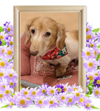 犬の火葬(ハイジ)