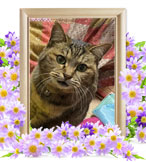 猫火葬(ハスキー)