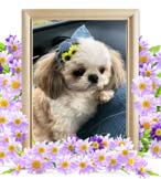 ハチちゃんの追悼写真（犬の火葬）