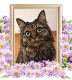 ハッチちゃんの追悼写真（猫の火葬）