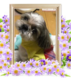 犬を火葬(ハッピー)