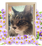 猫の火葬(ハナ)