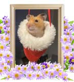 ハムカツちゃんの追悼写真（小動物の火葬）