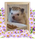 ハリマルちゃんの追悼写真（小動物の火葬）