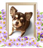 バズちゃんの追悼写真（犬の火葬）