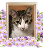 バニラちゃんの追悼写真（猫の火葬）