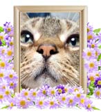 バロンちゃんの追悼写真（猫の火葬）