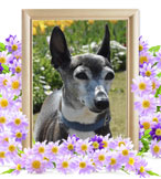 犬の火葬(バンビ)