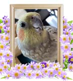 パスカルちゃんの追悼写真（小動物の火葬）