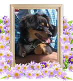 犬の火葬(パッピー)