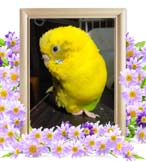 パピちゃんの追悼写真（小動物の火葬）
