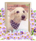 犬の火葬(パピィー)