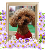 犬の火葬(パピー)