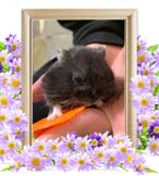 バモちゃんの追悼写真（小動物の火葬）