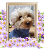 パンちゃんの追悼写真（犬の火葬）