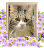 ペットの火葬(ビビ)