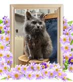 ビビちゃんの追悼写真（猫の火葬）