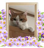 ピちゃんの追悼写真（猫の火葬）