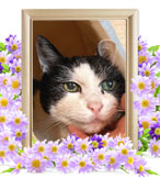 猫の火葬(ピコ)