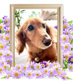 ピースちゃんの追悼写真（犬の火葬）