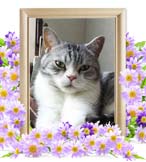ピー助ちゃんの追悼写真（猫の火葬）