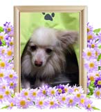 フランちゃんの追悼写真（犬の火葬）