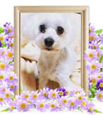 犬の火葬(フワ)