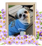 ブブちゃんの追悼写真（犬の火葬）