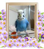 ブロウちゃんの追悼写真（小動物の火葬）