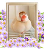 ブンちゃんの追悼写真