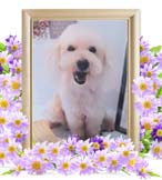 プティちゃんの追悼写真（犬の火葬）