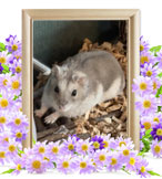 プリちゃんの追悼写真（小動物の火葬）