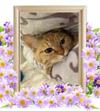 プーちゃんの追悼写真（猫の火葬）