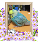 インコの火葬(プースケ)