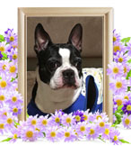 犬を火葬(ペイジー)