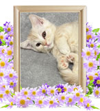 ペットの火葬(ベル)