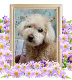 ホップちゃんの追悼写真（犬の火葬）