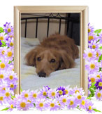 ボスちゃんの追悼写真（犬の火葬）