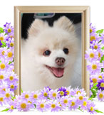 犬の火葬(ボニー)