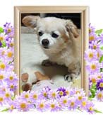 ポチちゃんの追悼写真（犬の火葬）