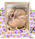 小動物の火葬(ポップ)